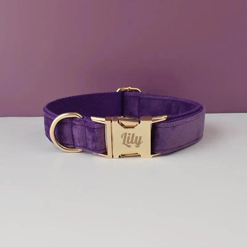 Collier en velours résistant à l’usure pour chien : Collier pour chien violet avec boucle dorée, Chien d’Amour