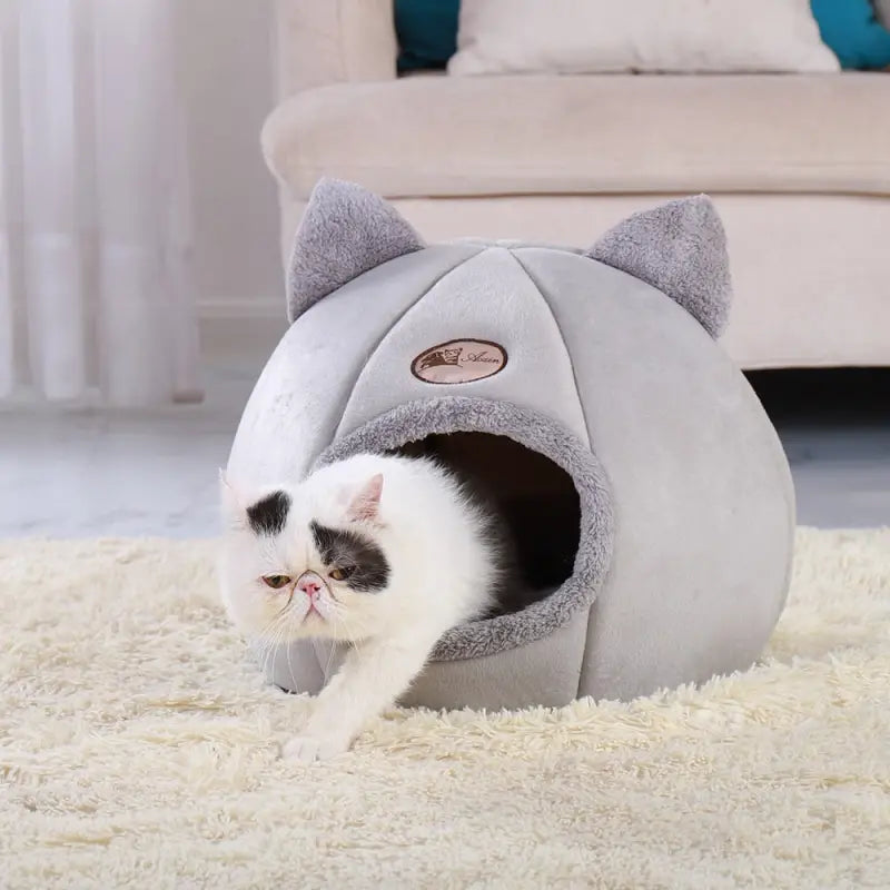 Chat jouant dans un espace privé dans la Cat House - Abri chaleureux et douillet