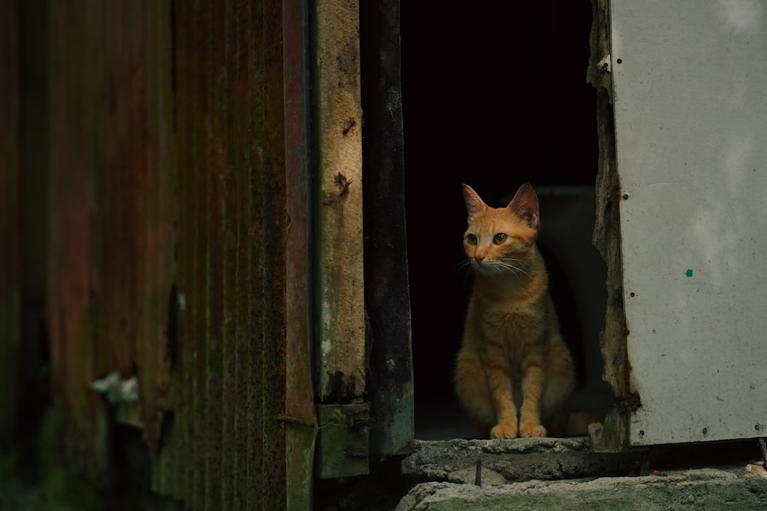Mistä tietää onko kissalla matoja – tieteellinen opas oireisiin