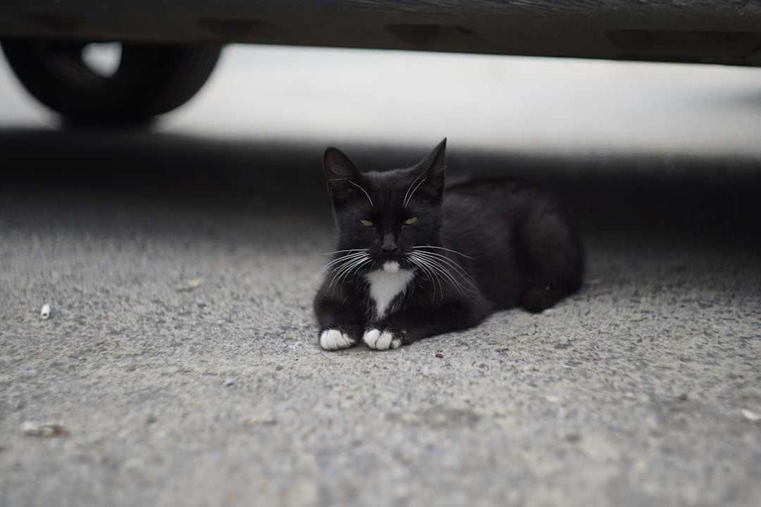 Quante vite hanno i gatti Scienza e miti a confronto