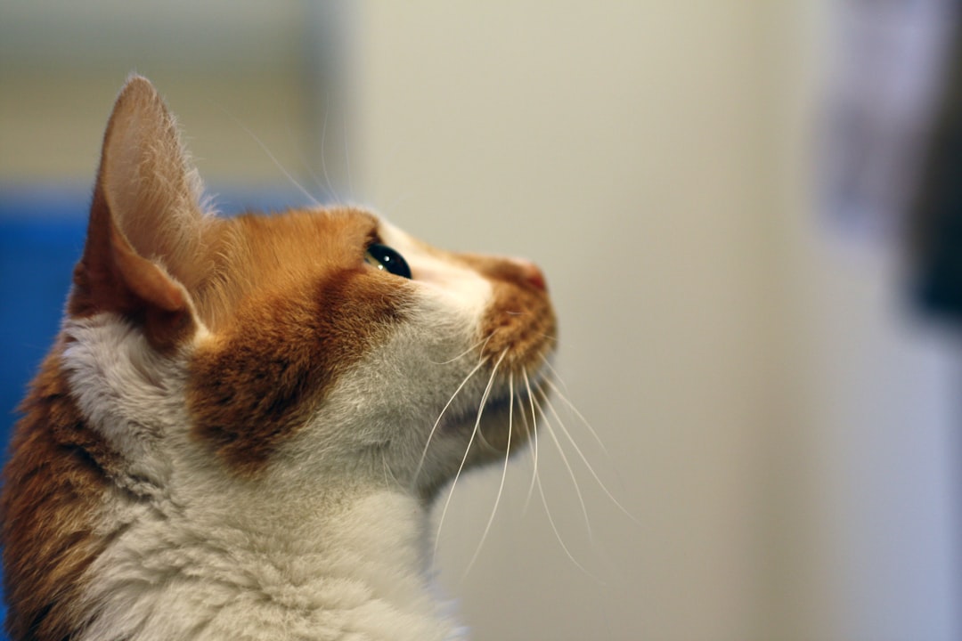 Katze wie oft entwurmen Wissenschaftlich fundierte Empfehlungen