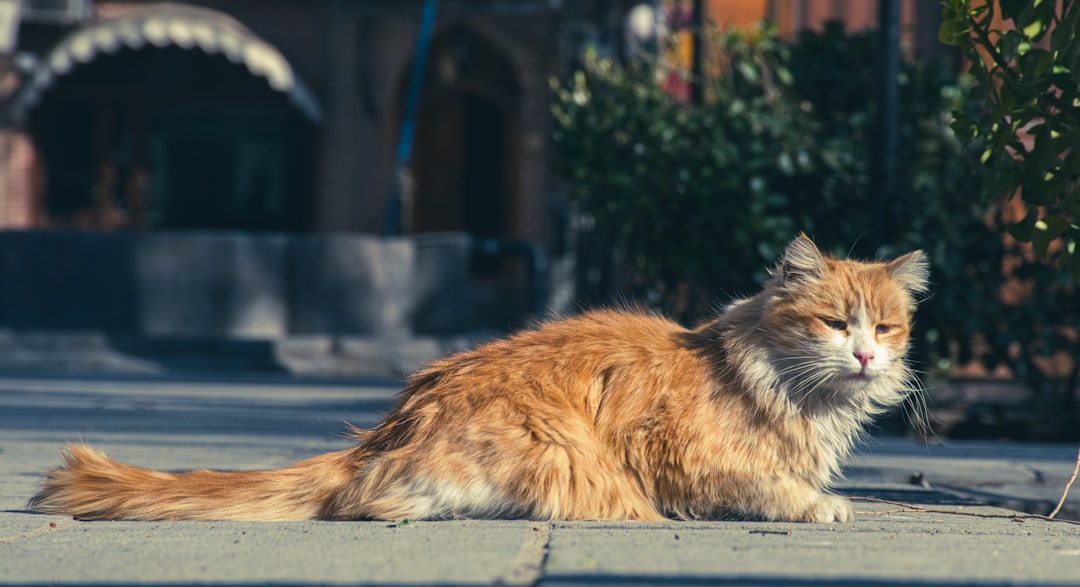 Hvor mye sover en katt og hvorfor det er viktig for helsen