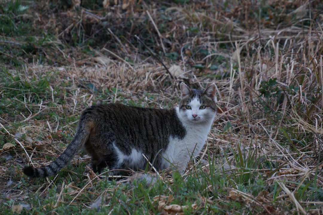 Bygging og hlutverk köttur hryggs í hreyfingu og jafnvægi