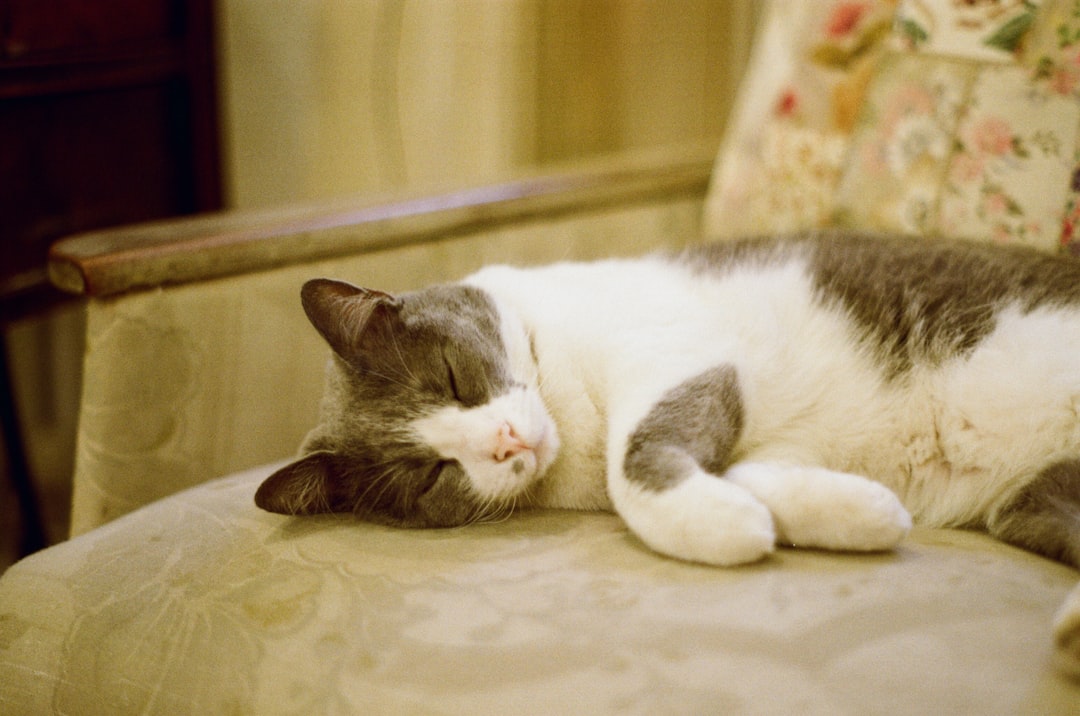 O gato preto na ciência e seus mistérios comportamentais