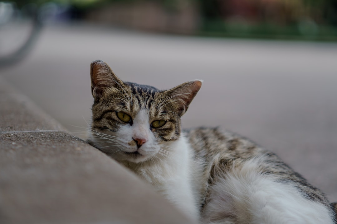 Cómo saber si un gato es macho o hembra científicamente