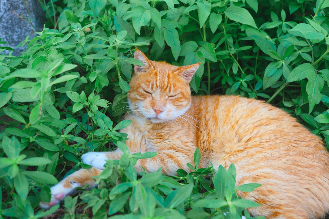 Como Saber se é Gato ou Gata com Precisão Científica