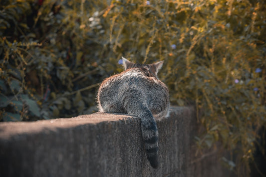 اكتشف أسرار القط البرتقالي وصفاته السلوكية الفريدة