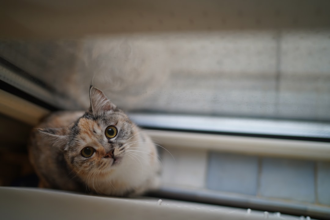 Onde Colocar o Gato da Sorte Segundo o Feng Shui Científico