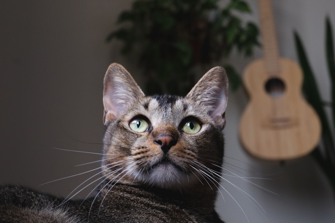 Why Is My Cat Sneezing So Much Scientific Reasons Explained