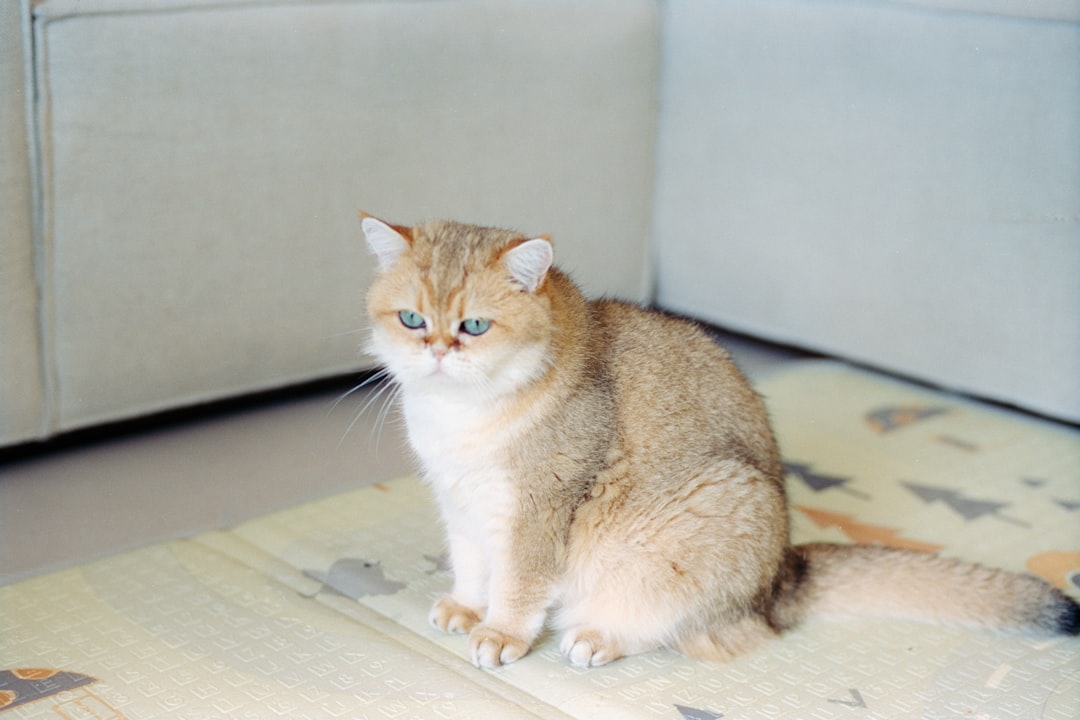 How Much Are Maine Coon Cats A Scientific Cost Analysis