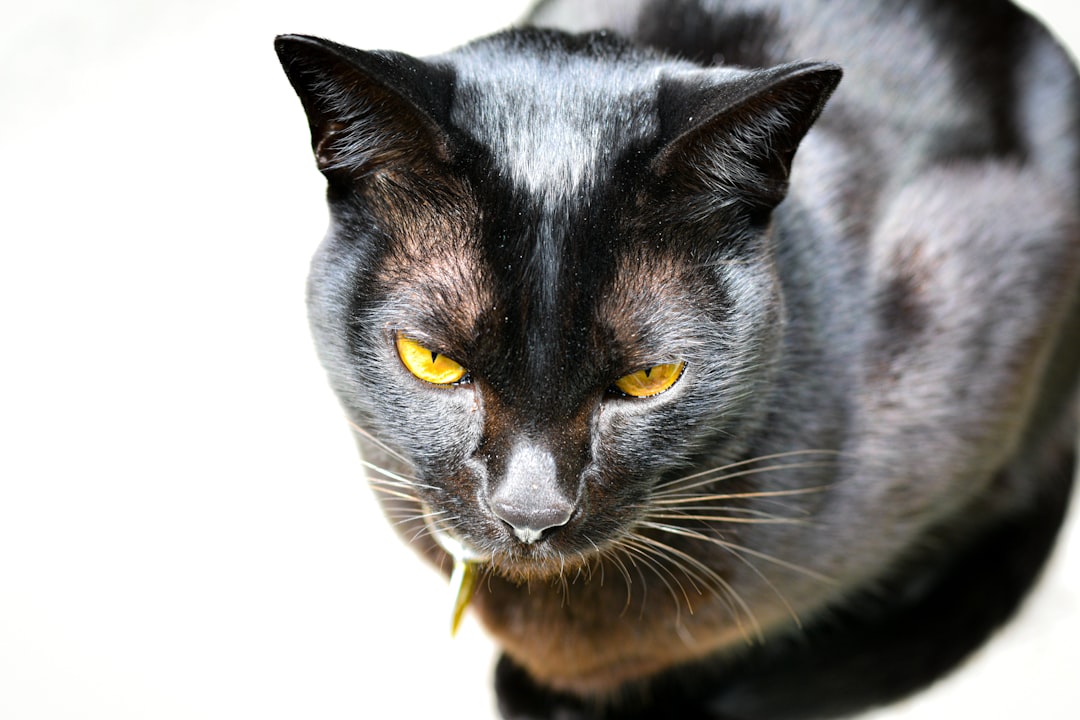 Paljonko kissa maksaa Suomessa vuonna 2024 tutkittuna