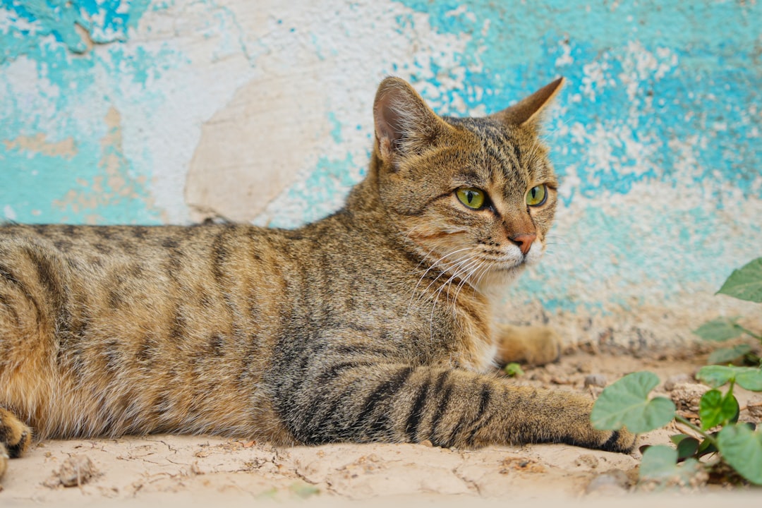 Come vedono i gatto la scienza dietro la loro vista