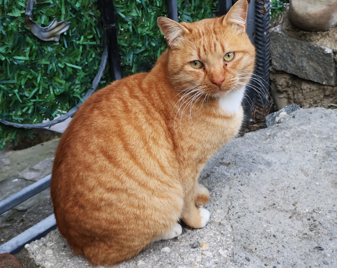 Cuanto dura un gato según la ciencia veterinaria moderna