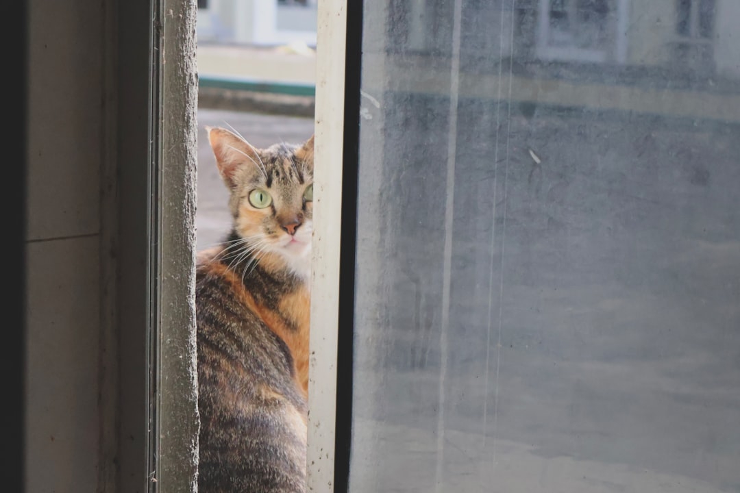 Quanto dura il calore dei gatti Ciclo e segni da osservare
