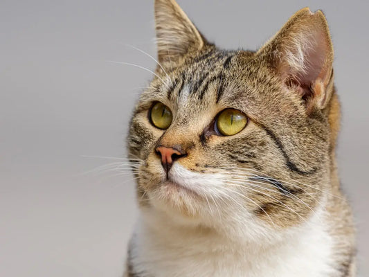 Chat tigré attentif avec des accessoires pour animaux et lit de chat.