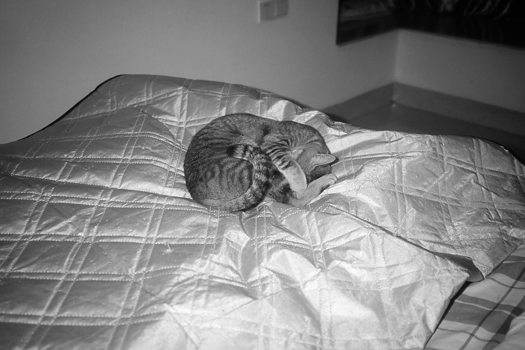 Hur ofta avmaska katt enligt veterinär rekommendation