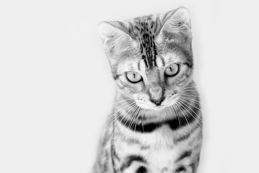 How to Give a Cat a Pill Using Proven Veterinary Methods