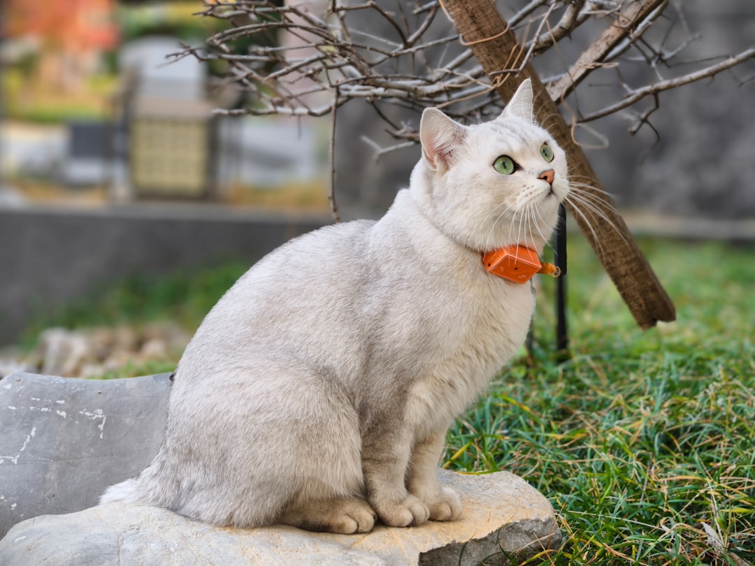 Ako sa prejavuje keď sa mačka hara z pohľadu vedy