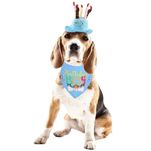 Chapeau pour Chien Anniversaire en Folie Transparent Background