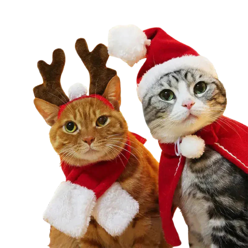 Deux chats en costume d’Halloween : Chapeaux et écharpes de Noël déguisement pour chats Transparent Background