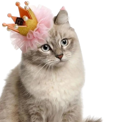 Chapeau pour Chat Princesse Transparent Background