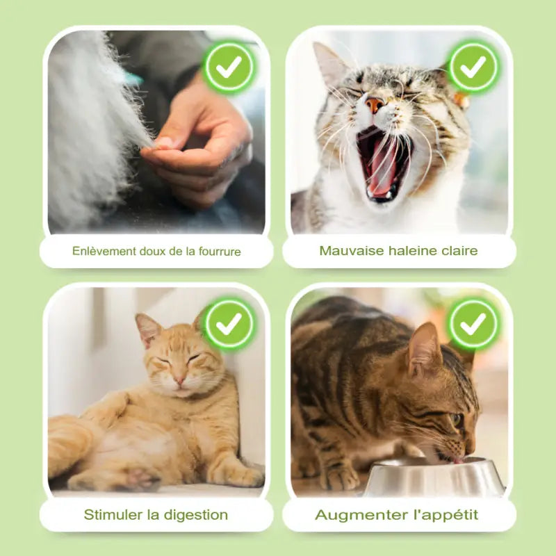 Bâton de Dentition à Herbe Chat pour Chats