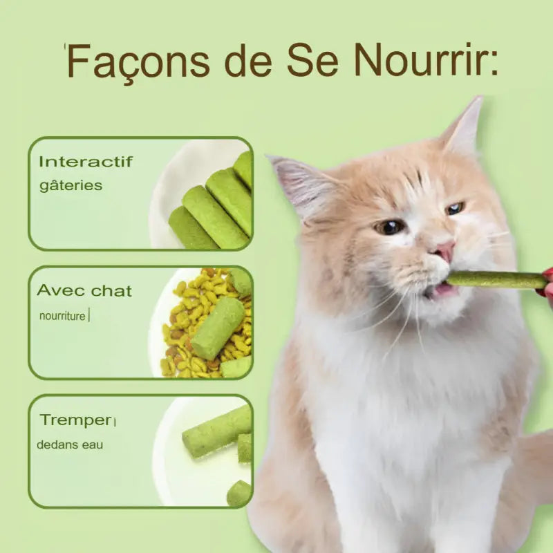 Bâton de Dentition à Herbe Chat pour Chats