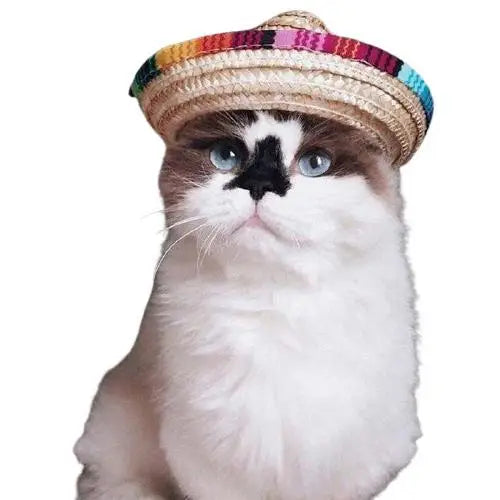 Chapeau pour Chat Randonneur Mexicain