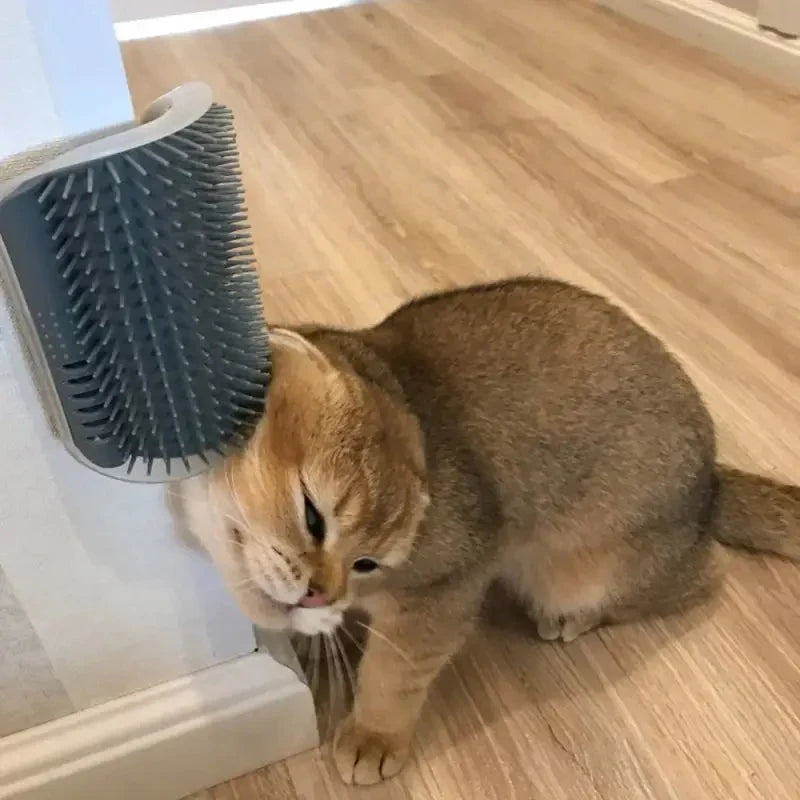 Petit chat assis avec une brosse facile à fixer