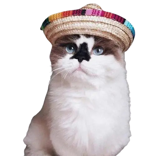 Chapeau pour Chat Randonneur Mexicain Transparent Background