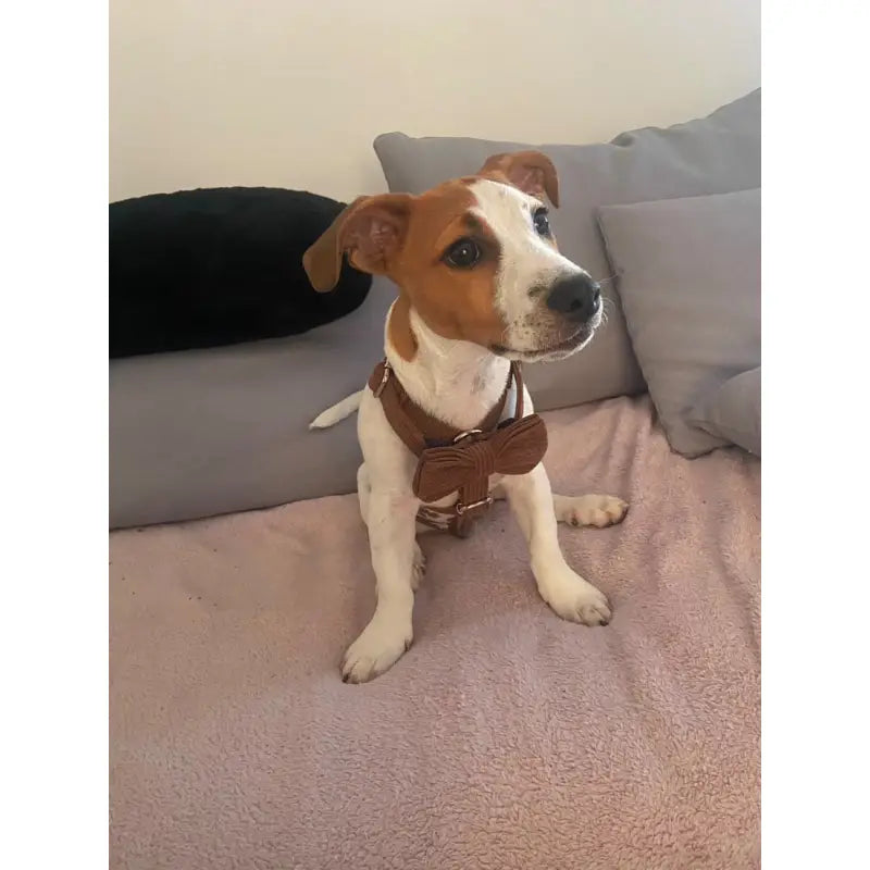 Harnais Chien Personnalisé Velours Côtelé Chocolat