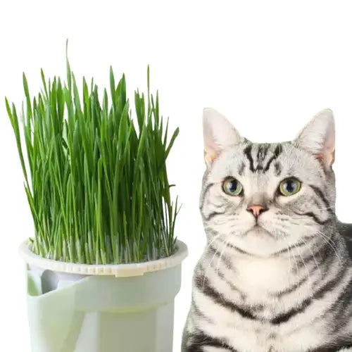 Menthe aux chats : Un chat assis à côté d’un pot d’herbe grasse Transparent Background