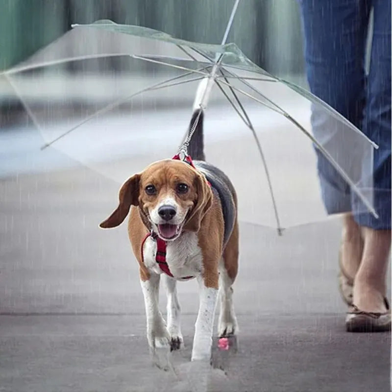 Parapluie pour Chien: La Révolution des Promenades