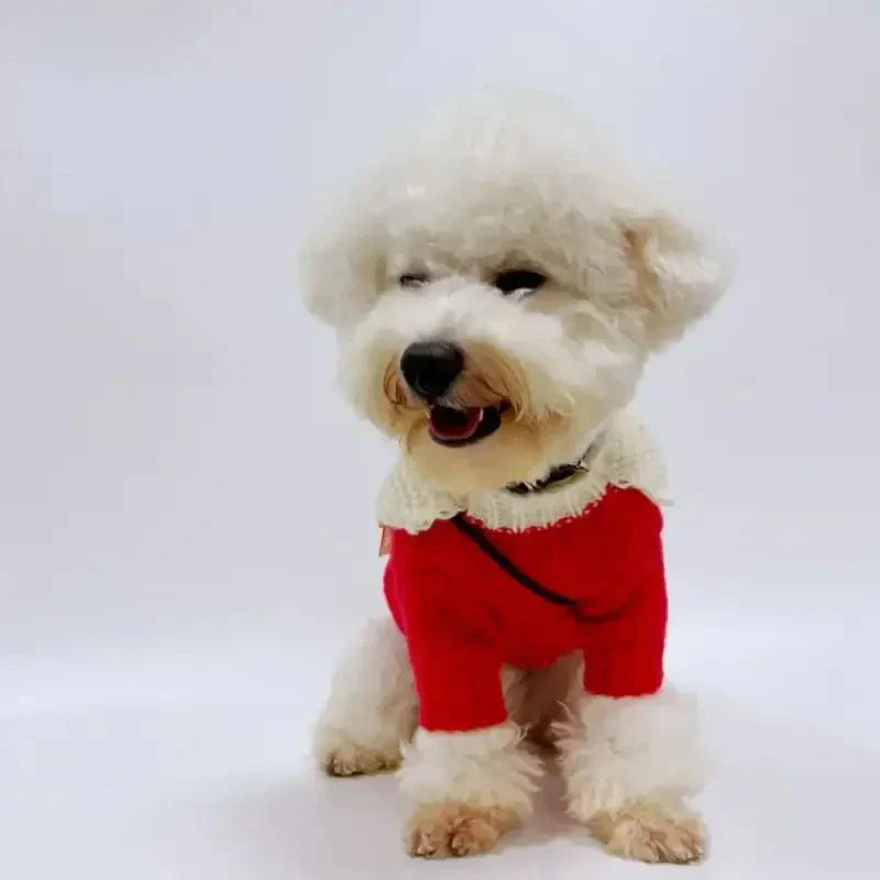 Petit chien blanc vêtu d’un simple pull de Noël rouge à motifs festifs. Matière chaude